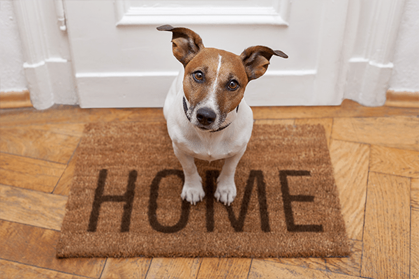 Comment choisir une alarme maison compatible avec des animaux ? 